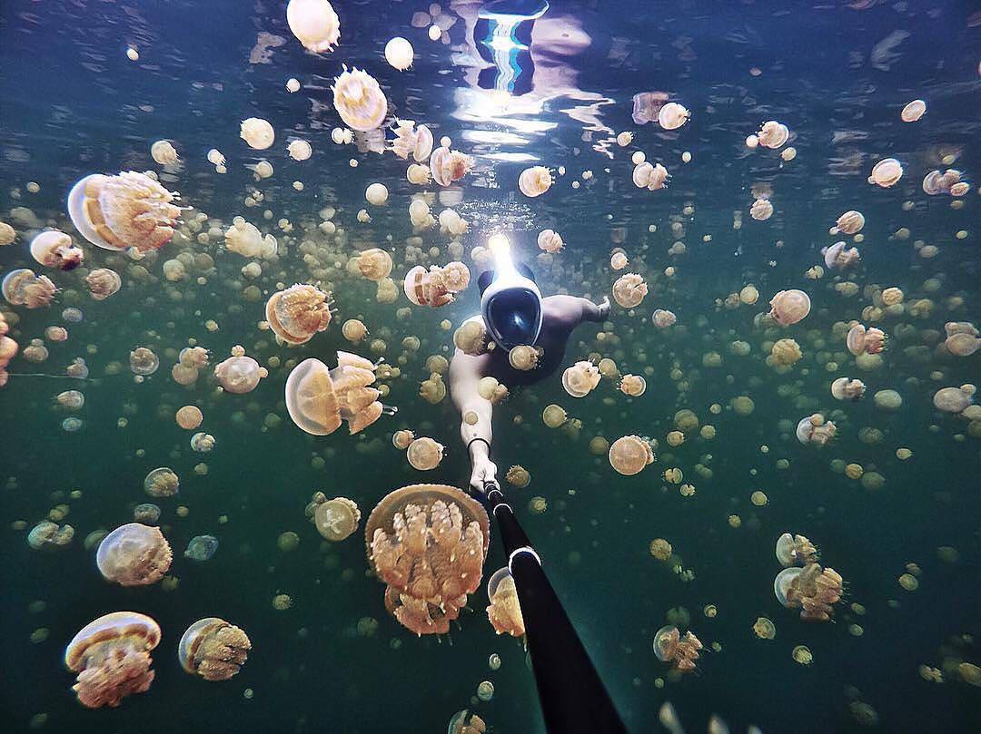 Best Feelings in the World: Swimming with harmless jellyfish